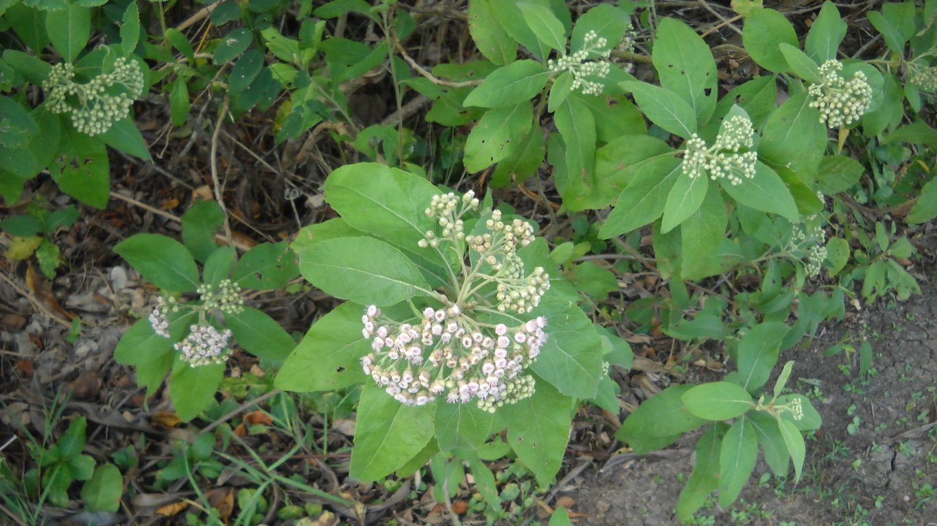 w056_red08_wht01_white flower bush_devils woodyard_hindustan_trinidad_TT_20100131_tobagojo@gmail.com_DSCN1688B_1366w_768h